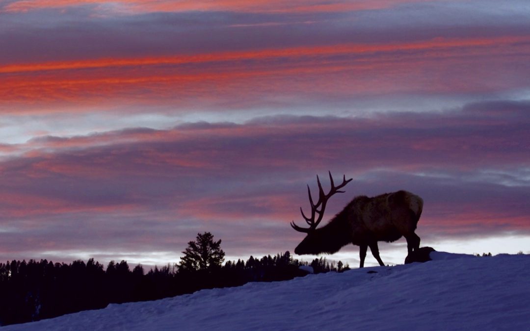 Yellowstone Elk on the Rise