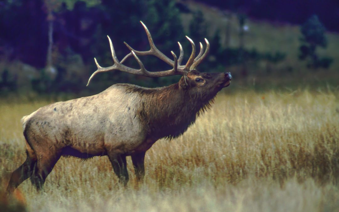 Coming this fall – elk hunting in Wisconsin!