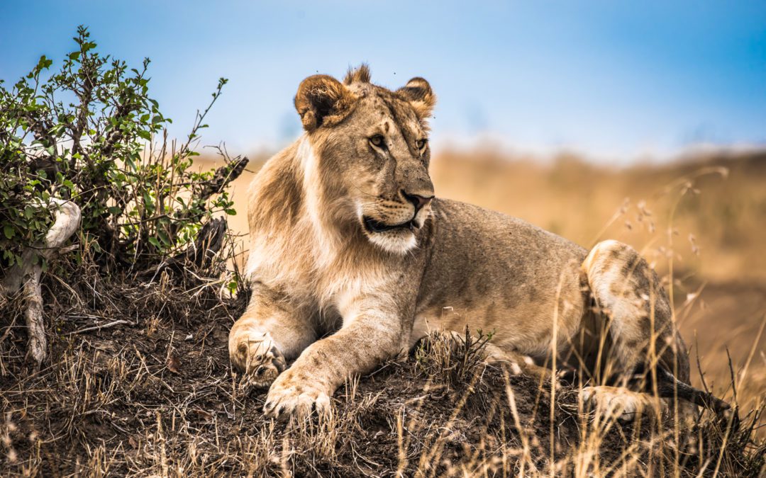 Within Days, the Phantom Lions Killed Again