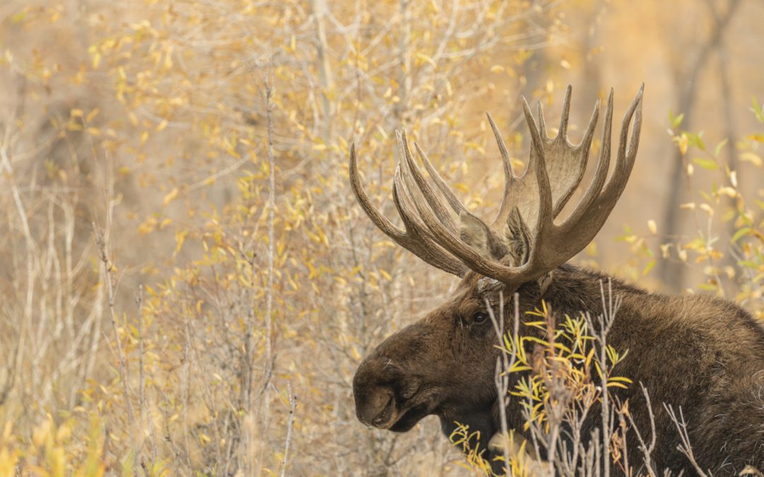 April’s the time for many Idaho tags