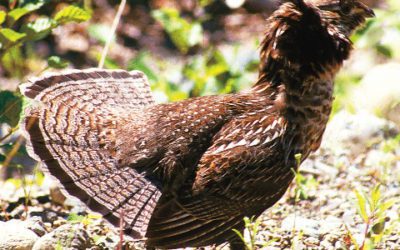 New Hampshire Ruffed Grouse and Woodcock Seasons Start October 1