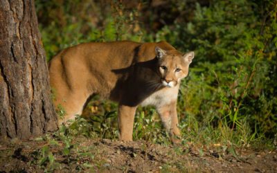 How to Avoid a Cougar Attack