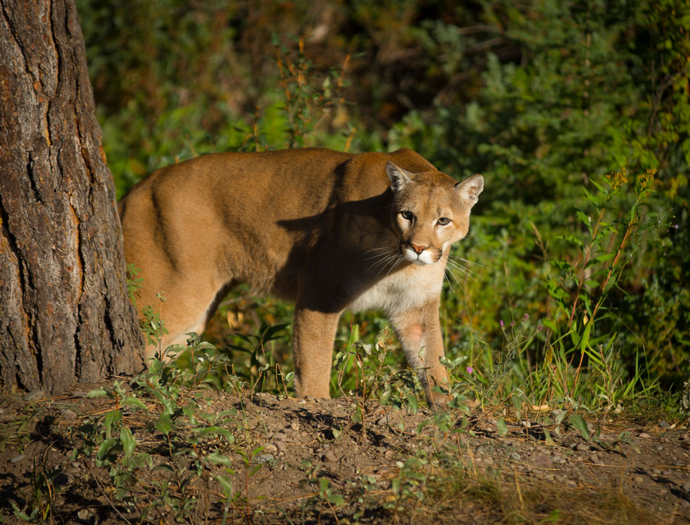 cougar stalking in woods