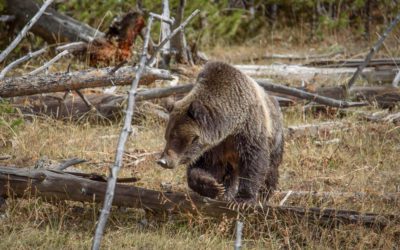 Grizzly Bear Hunts Are Back, Beginning This Fall