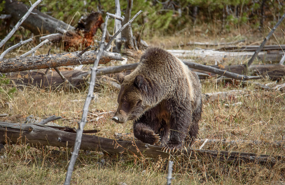 Grizzly Bear Hunts Are Back, Beginning This Fall
