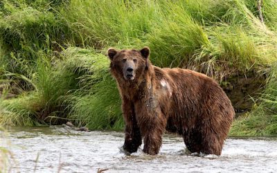 Wrong Bear and Bullet Inspire New Rifle