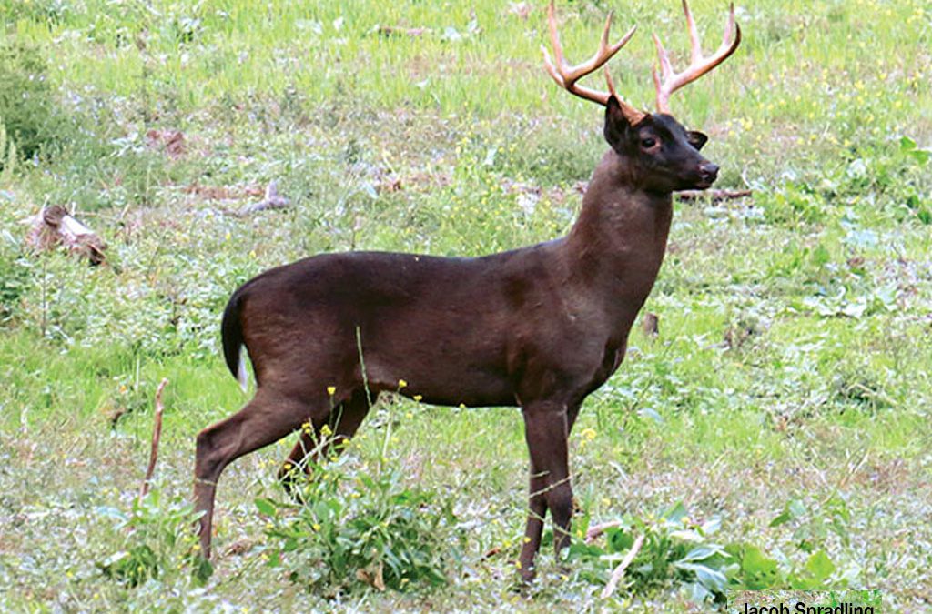 Melanistic Whitetails: Here’s What We Know