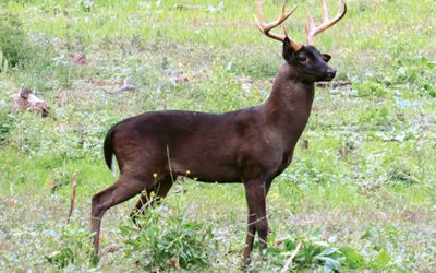 Melanistic Whitetails: Here’s What We Know