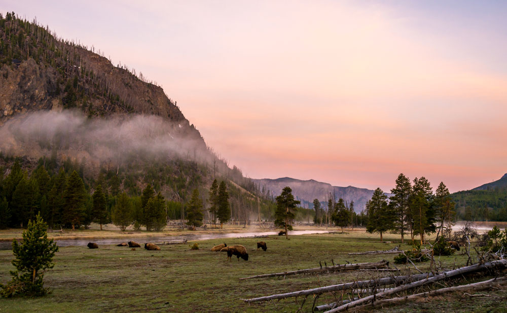 Yellowstone Visitor Gored by Bison