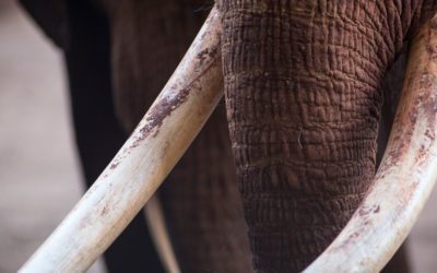 Elephant Poachers Shot Dead by Kenya Rangers