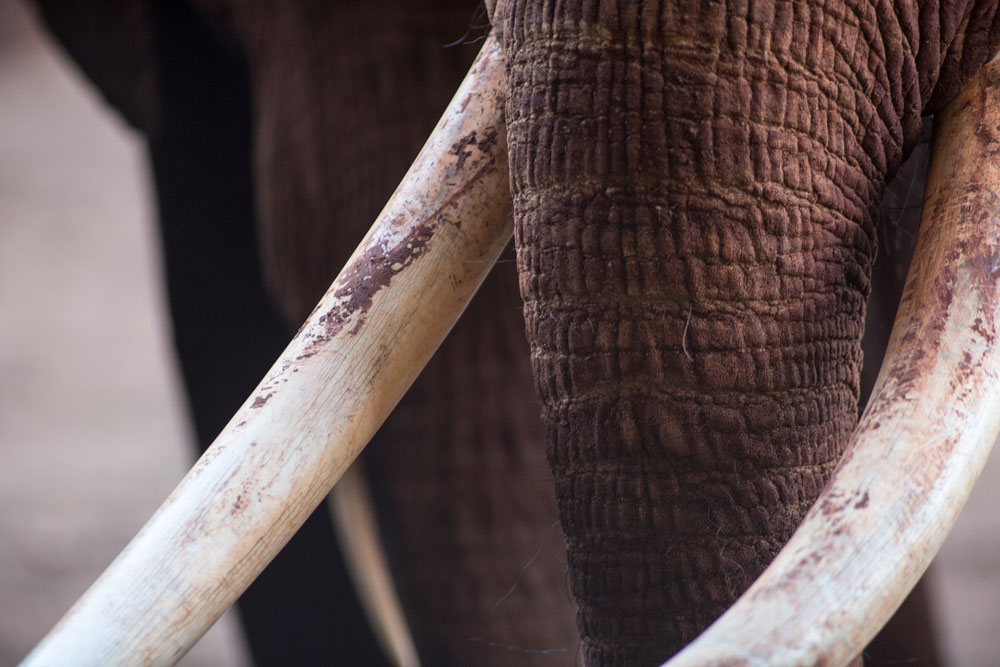 Elephant Poachers Shot Dead by Kenya Rangers
