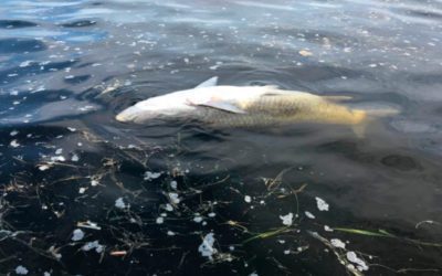Red Tide is Causing Unprecedented Fish Kills in southwest Florida
