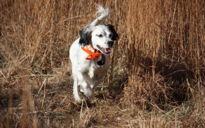English Setters, the Endangered Species in England
