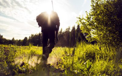 Among the Evergreens and Oaks