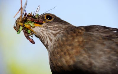 Birds Are Pigs When it Comes to Bugs