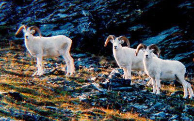 A Dream Hunt with a Dream Rifle… Perfect Pairing