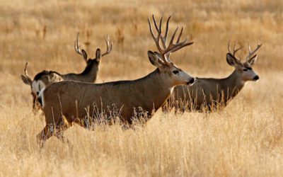Grand Valley Special Access Archery Deer Hunts