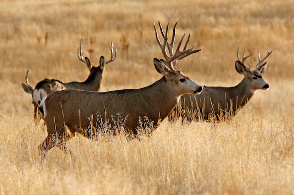 Grand Valley Special Access Archery Deer Hunts