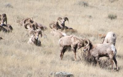 Bighorn Sheep Population Still Worries Game Managers