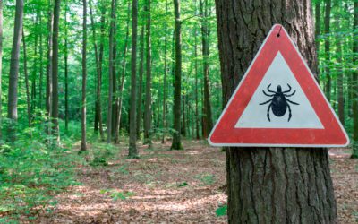 A Little Tick Bite Can Lead to Big Problems