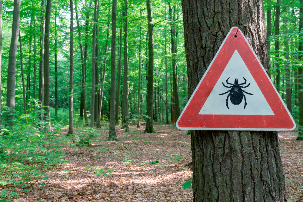 A Little Tick Bite Can Lead to Big Problems | Sporting Classics Daily