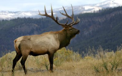 Montana Resident Charged with 5 Felonies in Poaching Case