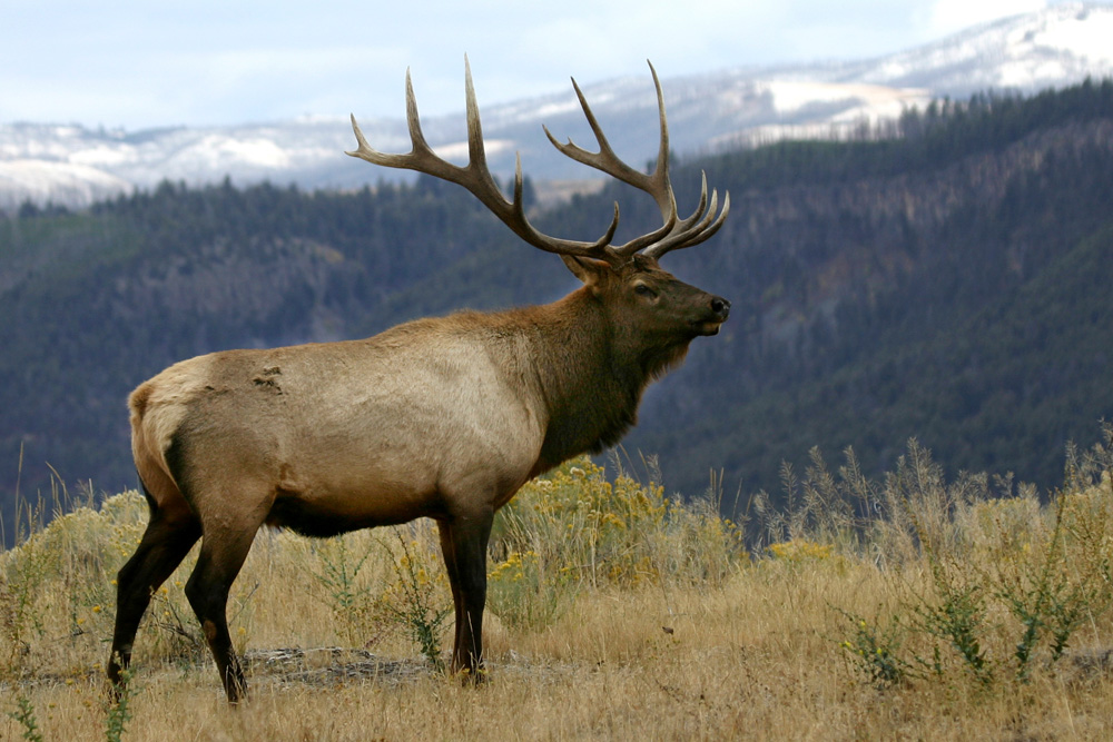 Montana Resident Charged with 5 Felonies in Poaching Case