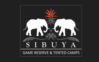 Lions Kill Suspected Poachers on Sibuya Game Reserve