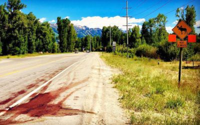 Popular West Bank moose struck and killed on 390