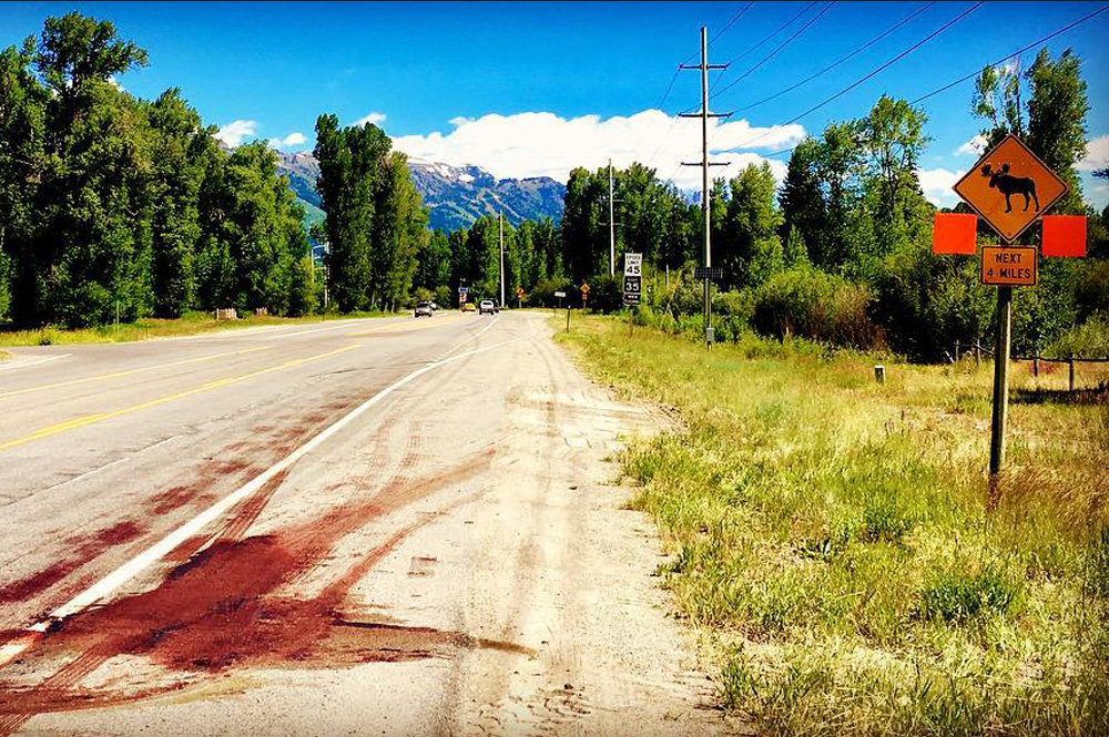 Popular West Bank moose struck and killed on 390