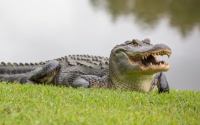 Woman Walking Dog Killed by Gator