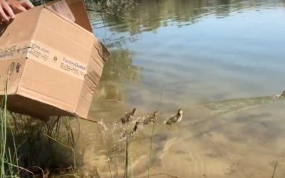 Game and Fish to the rescue… with a lot of help