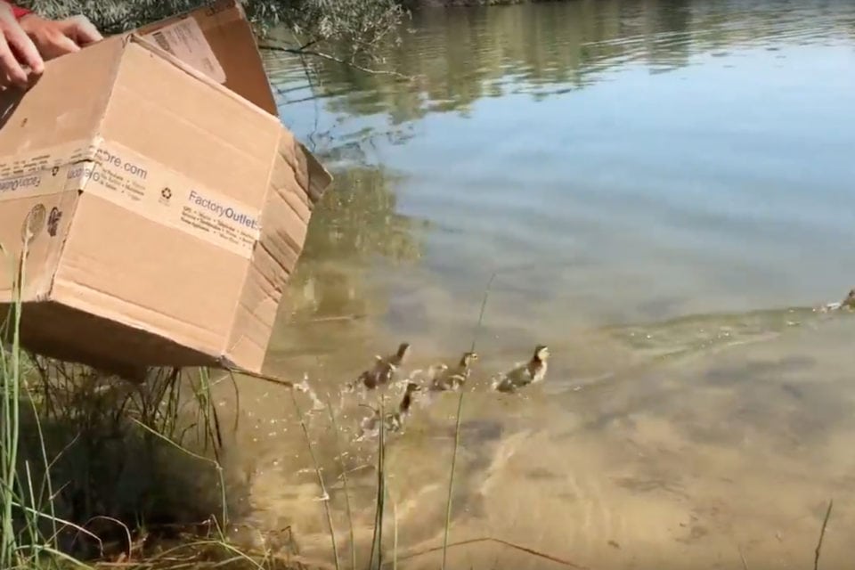 Game and Fish to the rescue… with a lot of help