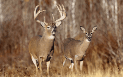 Iowa Nonresident Tag Auction to Benefit Scholastic Clay Target Program