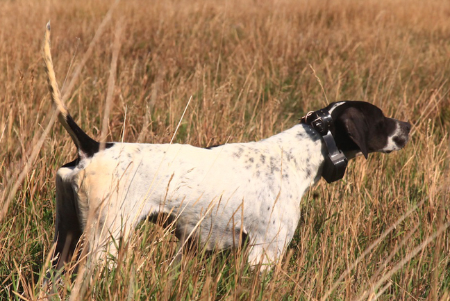 Summertime Conditioning for Bird Dogs