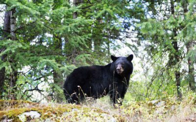 Hunting is a Bear Necessity