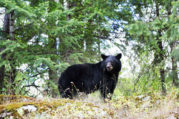 Hunting is a Bear Necessity