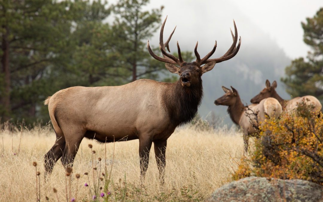 RMEF Wants Critical LWCF Funding to Continue