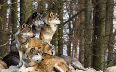 Washington Judge Blocks Kill Order On Wolves to Save Cattle