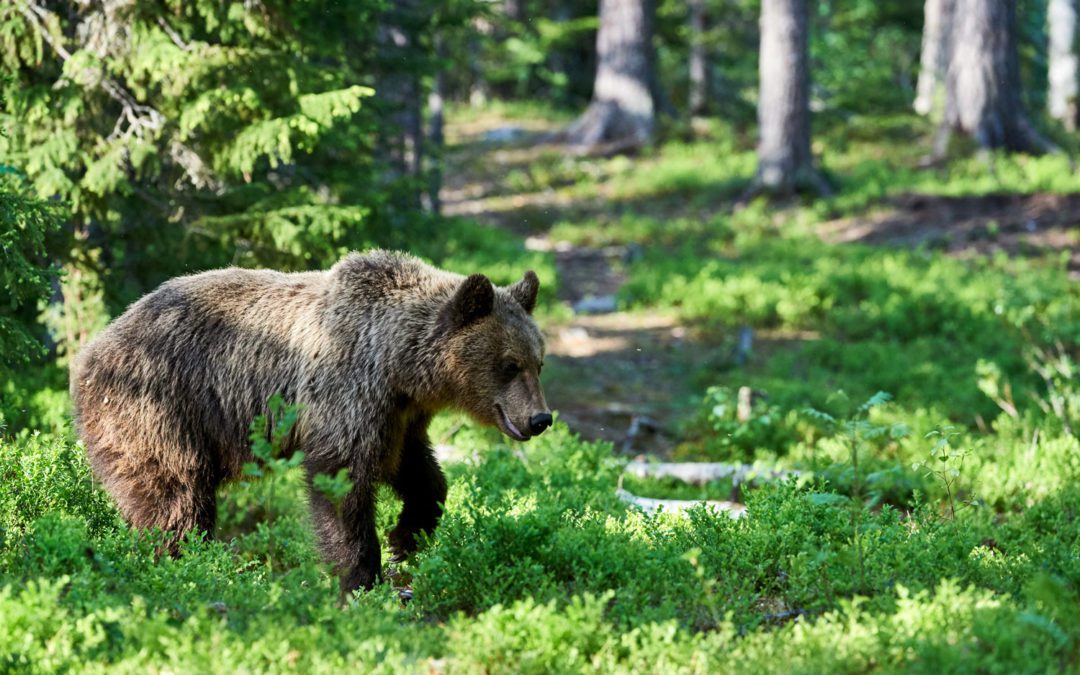 Hunters Must Expect to See Bears