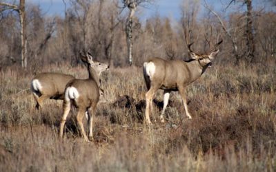 Senate Unanimously Passes Sagebrush Habitat Bill