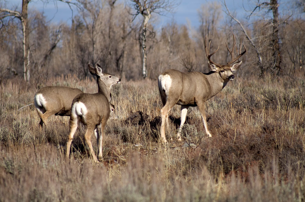 Senate Unanimously Passes Sagebrush Habitat Bill