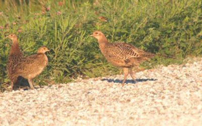 Iowa’s Pheasant Population is Second Highest in a Decade