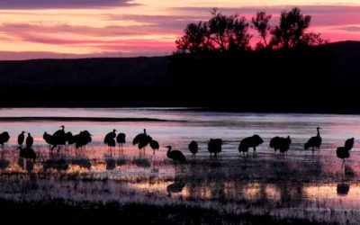 Recovering America’s Wildlife Act