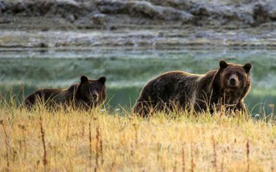 Wyoming Officials Provide Details of Fatal Grizzly Attack