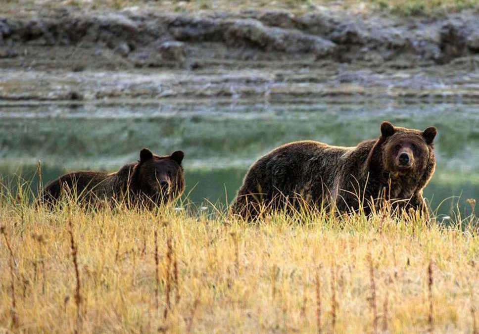 Wyoming Officials Provide Details of Fatal Grizzly Attack