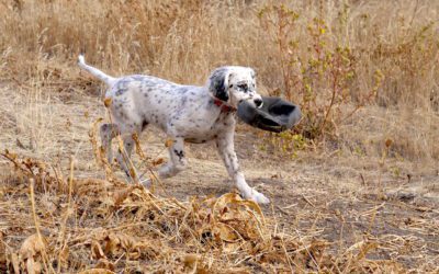 Precocious English Setter Puppy Hunts