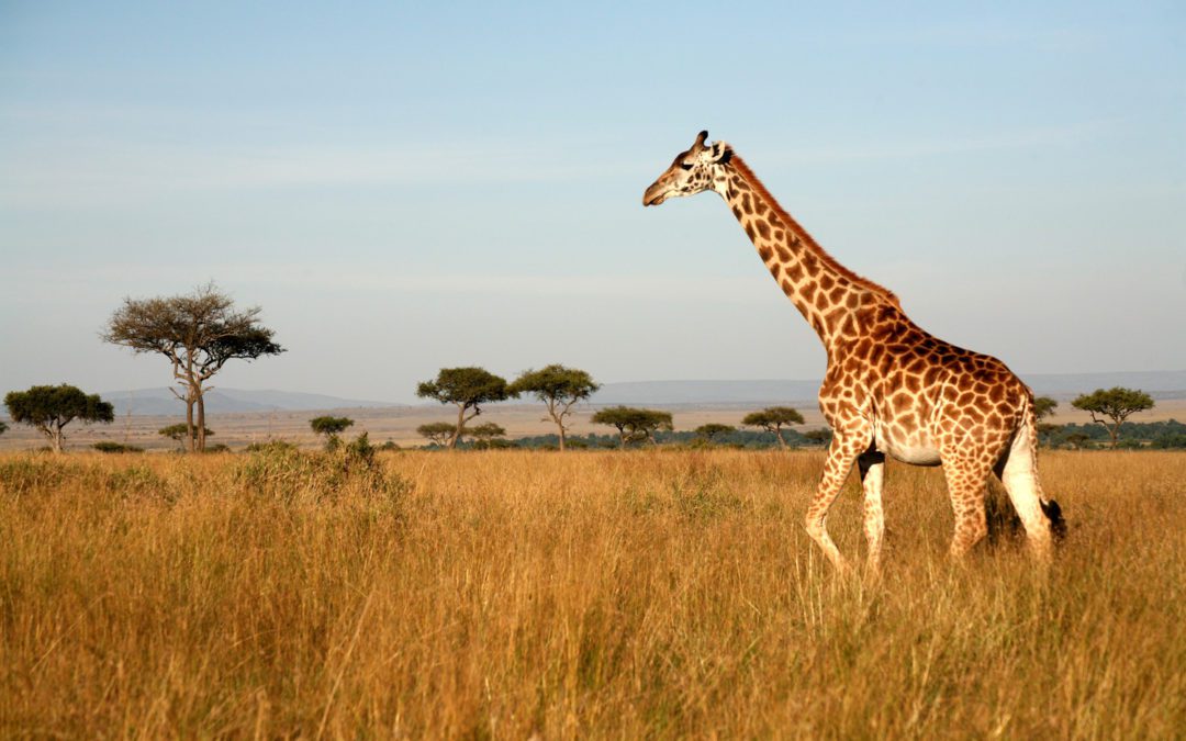 Illegal Poaching Puts Giraffes At Risk In Africa