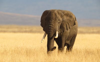 Big Win For Hunters: CA Governor Vetoes Anti-Hunting Proposal