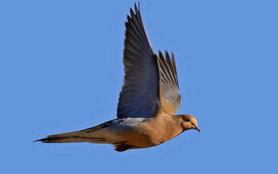 A Special Dove Hunt with Old Friends